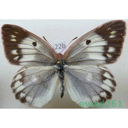 Colias heos alpina Verity, 1911 female Russia22b